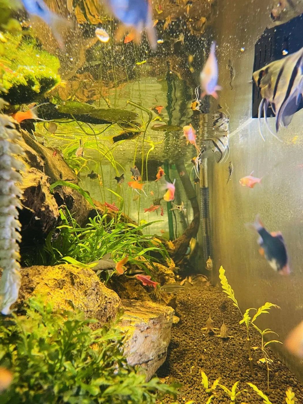 Livestock from the Micro Aquatic Shop breeding room
