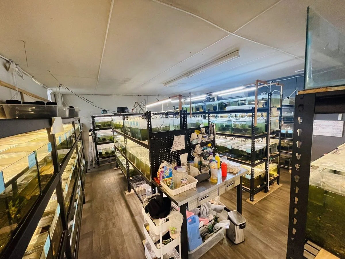 Aquariums inside Micro Aquatic Shop in Wetherill Park