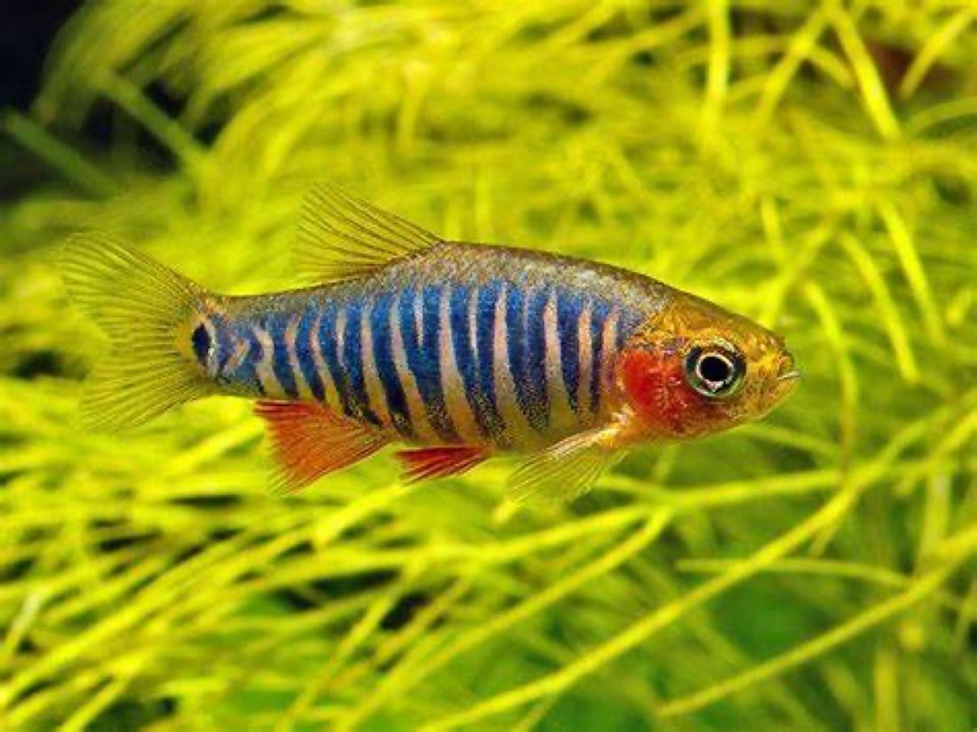 Emerald Dwarf Rasbora