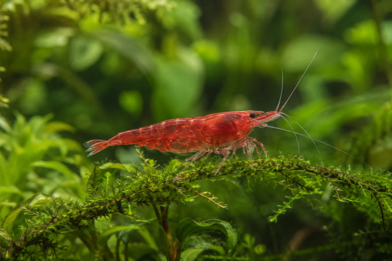 Red cherry shrimp among delicate green aquarium plants