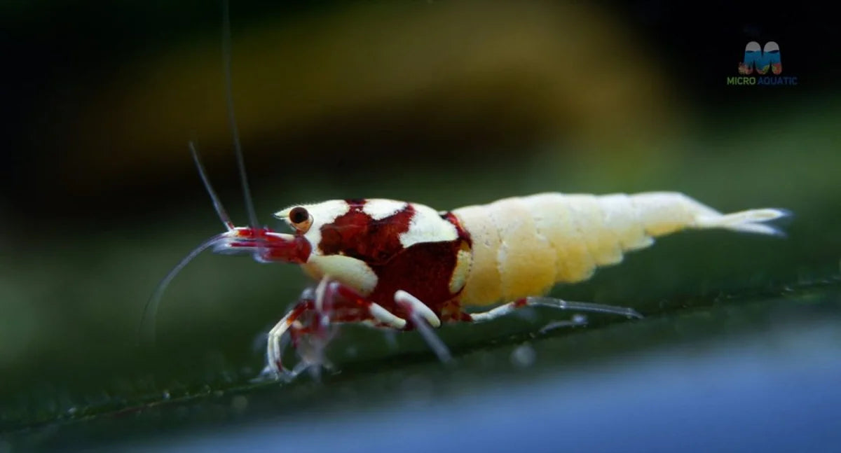 A German Pinto shrimp bred at Micro Aquatic Shop