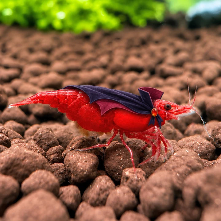 Bloody Mary Shrimp — the vampire, with decorative Halloween styling