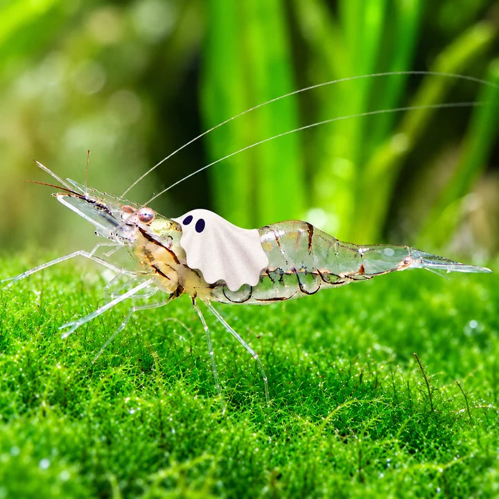 Ghost Shrimp — the ghost, with decorative Halloween styling
