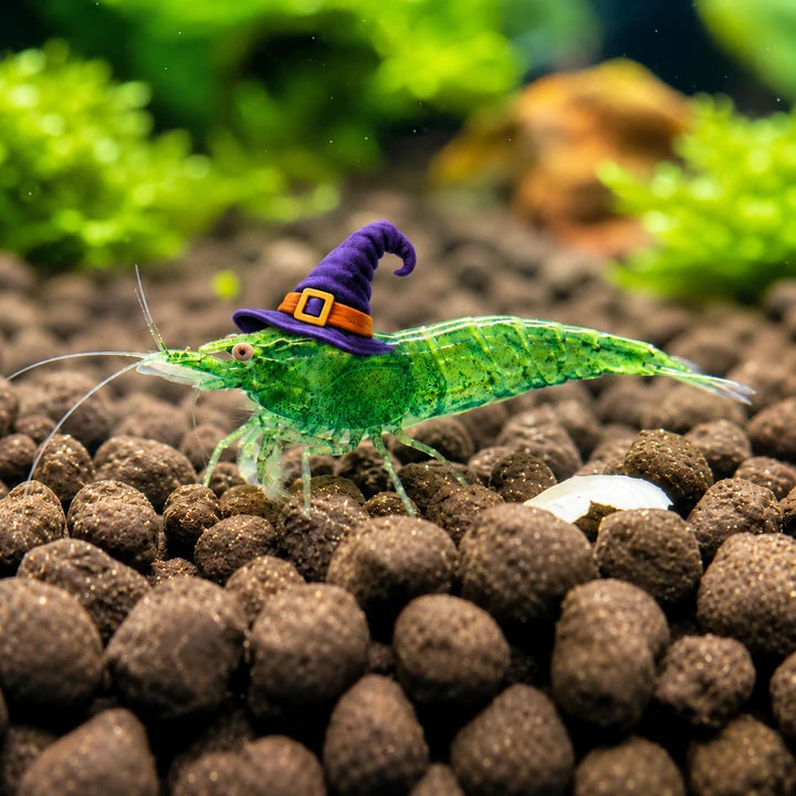 Green Jade Shrimp — the witch, with decorative Halloween styling