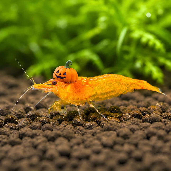 Sunkist Shrimp — the pumpkin, with decorative Halloween styling