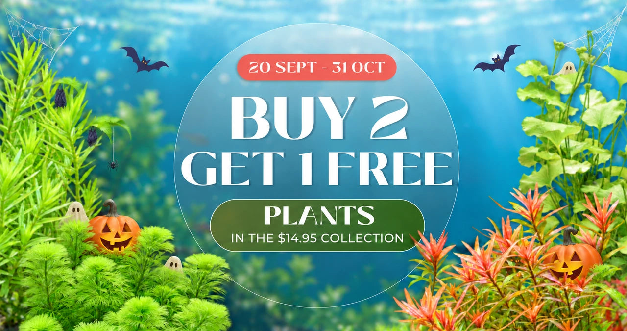 20 September–31 October. Buy 2, get 1 free on plants in the A$14.95 collection.